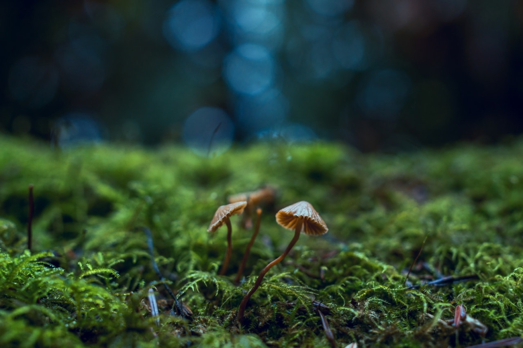 herfstactiviteiten paddenstoelen