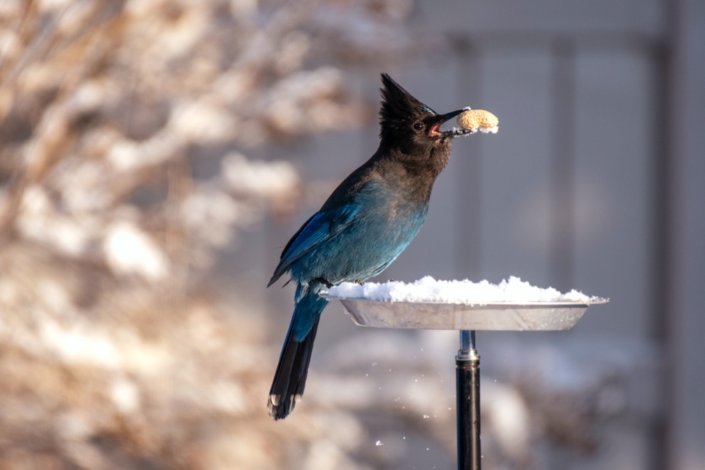 herfstactiviteiten vogelvoer maken